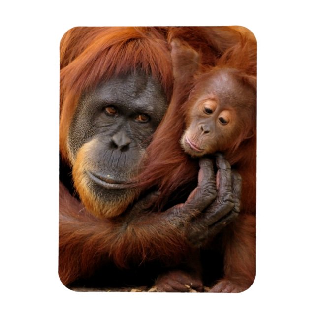 Mor & Baby Orangutan Magnet (Vertikal)