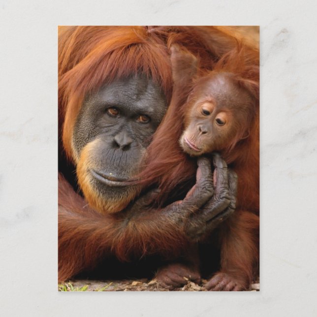 Mor & Baby Orangutan Vykort (Framsida)