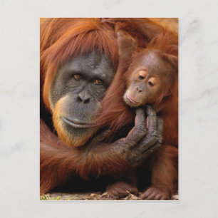 Mor & Baby Orangutan Vykort