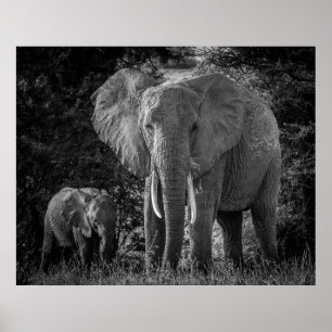 MOR- & BABYELEFANTER - SVART & VIT POSTER