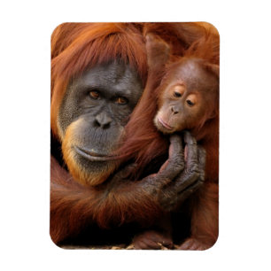 Mor- & babyOrangutan Magnet