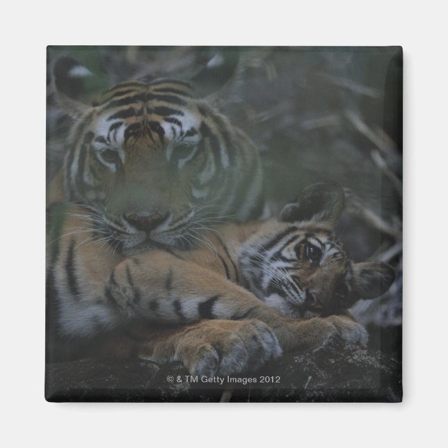 Mor Bengal Tiger med Unge Magnet (Framsidan)