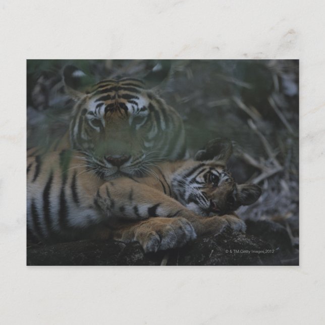 Mor Bengal Tiger med Unge Vykort (Framsida)