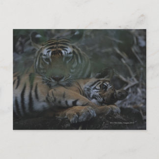 Mor Bengal Tiger med Unge Vykort
