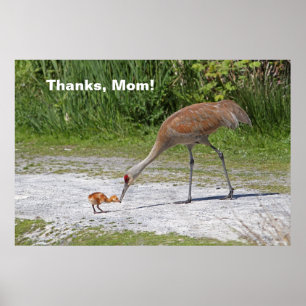 Mor Bird och Baby Bird Sandhill Cranes Poster