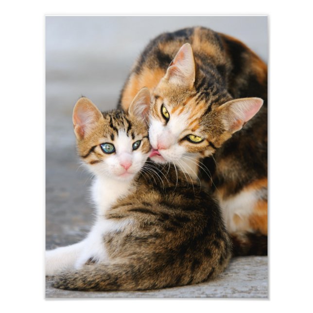 Mor Cat Kärlek Cute Kitten - Paperprint Fototryck (Framsidan)