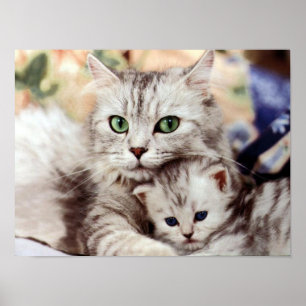 Mor Cat & Kitten Poster