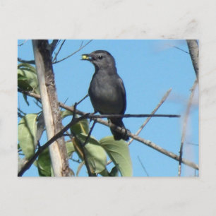 Mor Catbird Gathers Berries till henne Matar Spädb Vykort