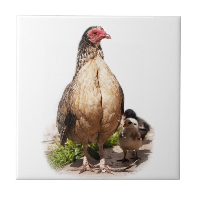 Mor Chicken och Baby Chickens Kakelplatta (Framsidan)