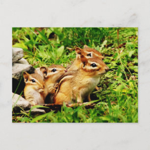 mor chipmunk och spädbarn vykort