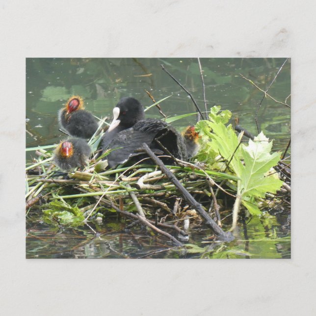 Mor Coot with Young DIY Postcard Vykort (Framsida)
