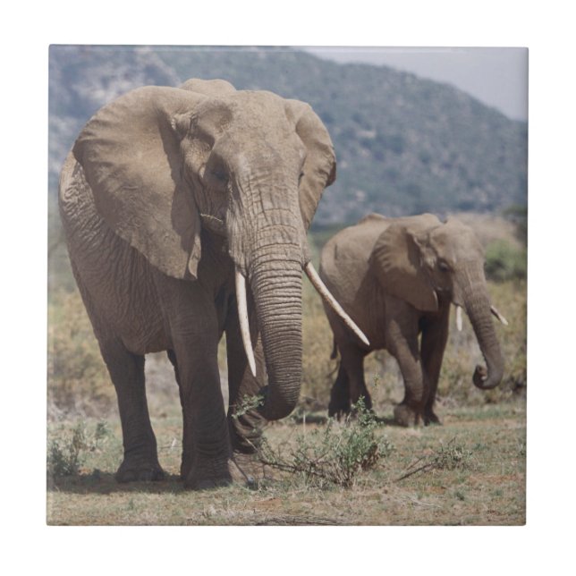 Mor elefant som går med elefantkalv kakelplatta (Framsidan)