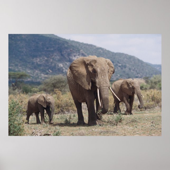Mor elefant som går med elefantkalv poster (Framsidan)