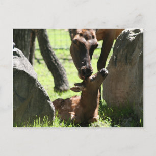 Mor elk kisses baby vykort