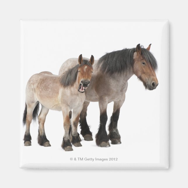 Mor & Foal Belgium Horse Magnet (Framsidan)