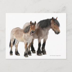 Mor & Foal Belgium Horse Vykort