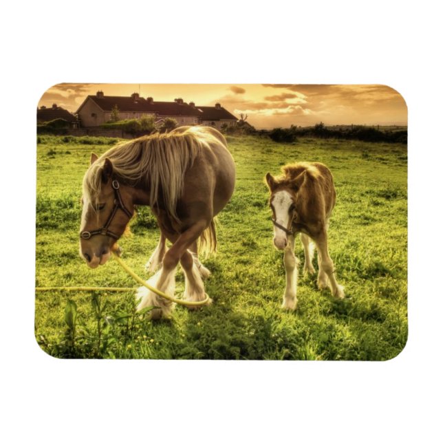 Mor & Foal Horse Magnet (Horisontell)