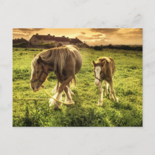 Mor & Foal Horse Vykort