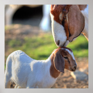 Mor Goat & Baby Poster