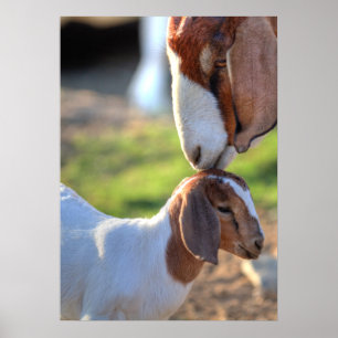 Mor Goat & Baby Poster