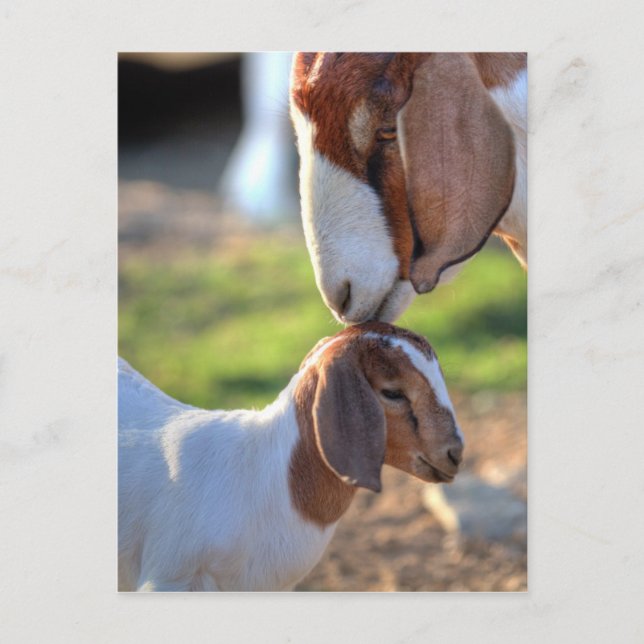Mor Goat & Baby Vykort (Framsida)