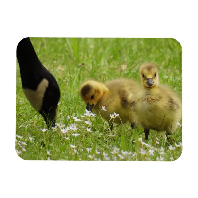 Mor Goose (canada) och gässlingar Magnet (Horisontell)
