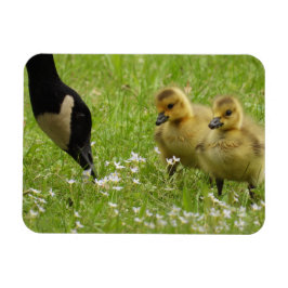 Mor Goose (canada) och gässlingar Magnet