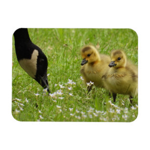 Mor Goose (canada) och gässlingar Magnet