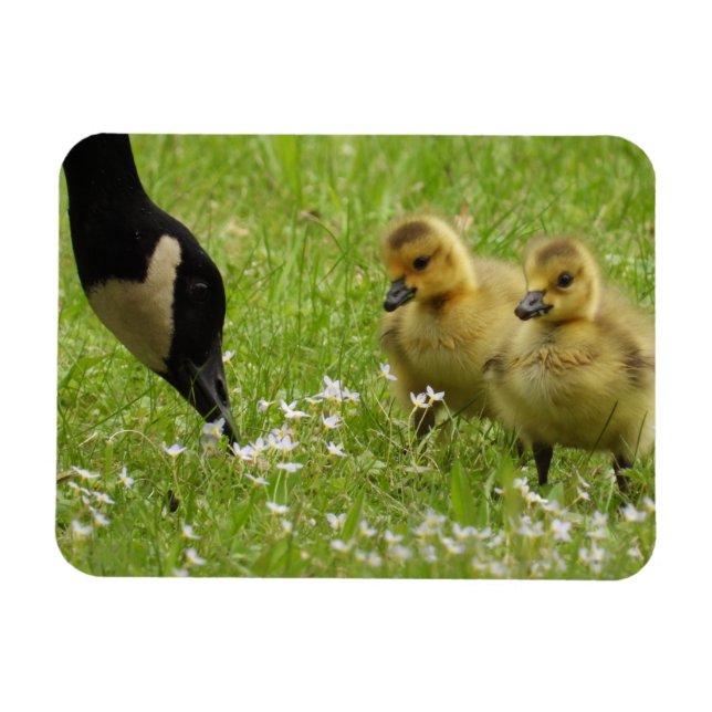 Mor Goose (canada) och gässlingar Magnet (Horisontell)
