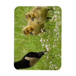 Mor Goose (canada) och gässlingar Magnet