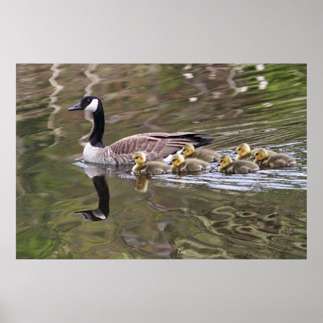 Mor Goose och Baby Geese Photo Poster (Framsidan)