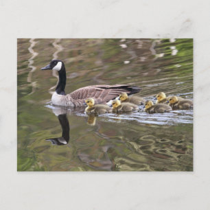Mor Goose och Baby Geese Photo Vykort