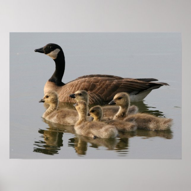 Mor Goose och hennes gosling Poster (Framsidan)