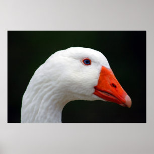 Mor Goose Poster