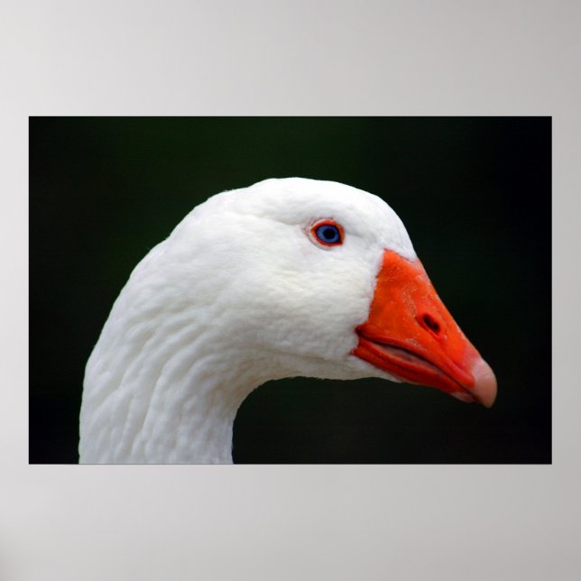 Mor Goose Poster (Framsidan)