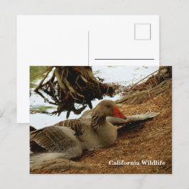 Mor Goose-vykort Vykort