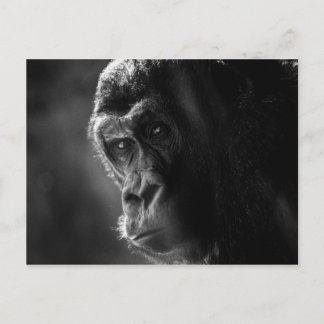 Mor Gorilla Postcard Vykort