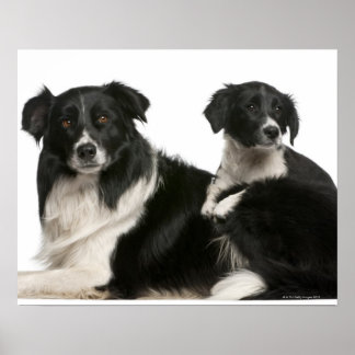 Mor gräns kollie och valp poster
