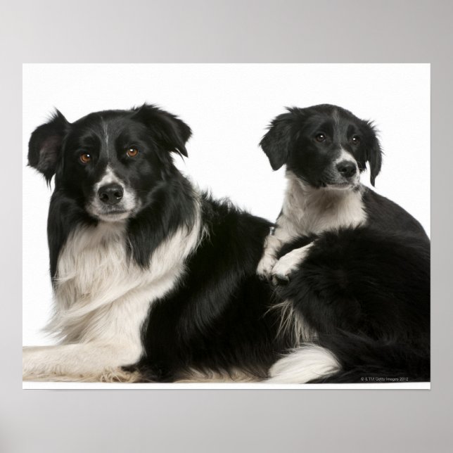Mor gräns kollie och valp poster (Framsidan)