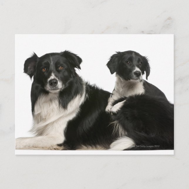 Mor gräns kollie och valp vykort (Framsida)