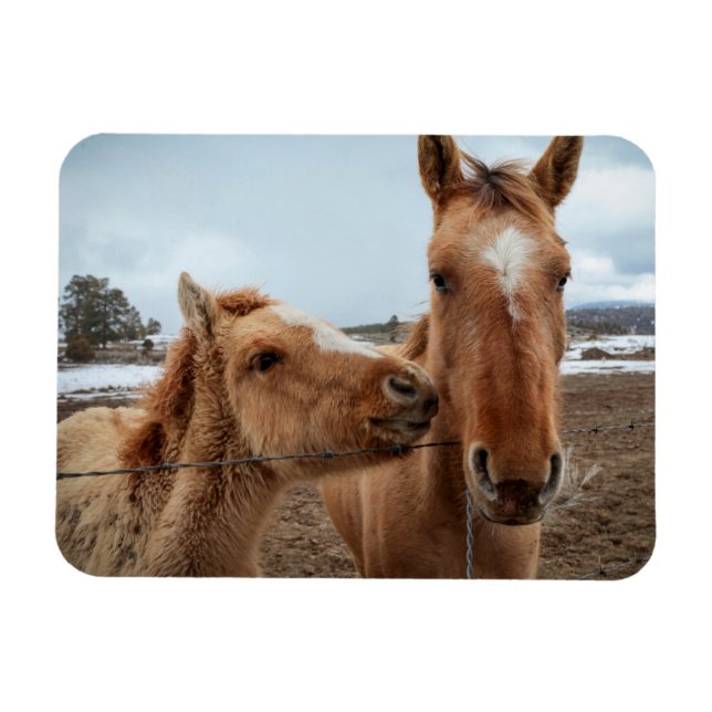 Mor, häst och föl magnet (Horisontell)