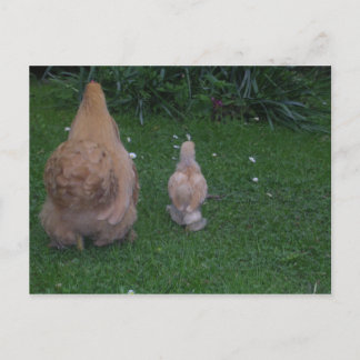 Mor Hen och dess Chick Vykort
