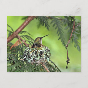 Mor Hummingbird på Nest Vykort