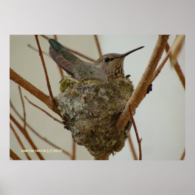 Mor Hummingbird Poster (Framsidan)