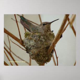 Mor Hummingbird Poster
