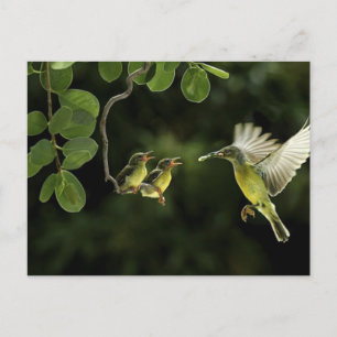 Mor Hummingbird Vykort