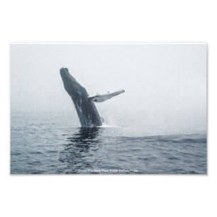 Mor Humpback Whale Fototryck