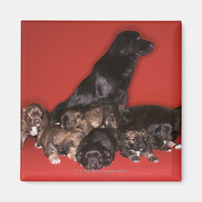 Mor hund med valpar magnet (Framsidan)