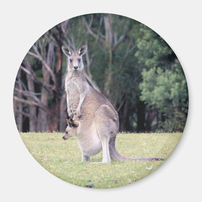 Mor Kangaroo med Baby Joey i hennes Pouch Magnet (Framsidan)