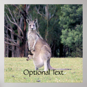 Mor Kangaroo med Baby Joey i hennes Pouch Poster